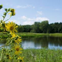 View of lake at Holy Wisdom Monastery in the summer with yellow wildflowers in the foreground on the left.