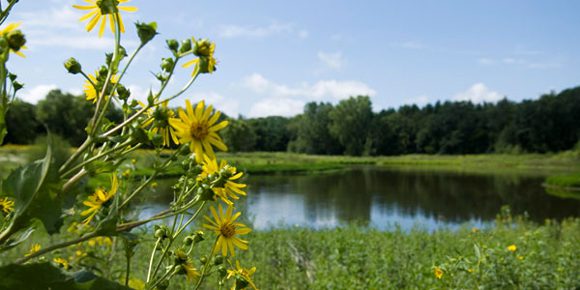 View of lake at Holy Wisdom Monastery in the summer with yellow wildflowers in the foreground on the left.