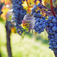 Close-up of a blue grape hanging in a vineyard, wide shot