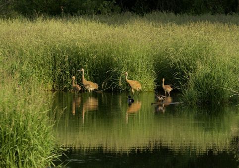 cranes and their babies in the marsh in Lodi