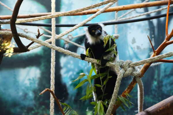 Lemur at the Henry Vilas Zoo